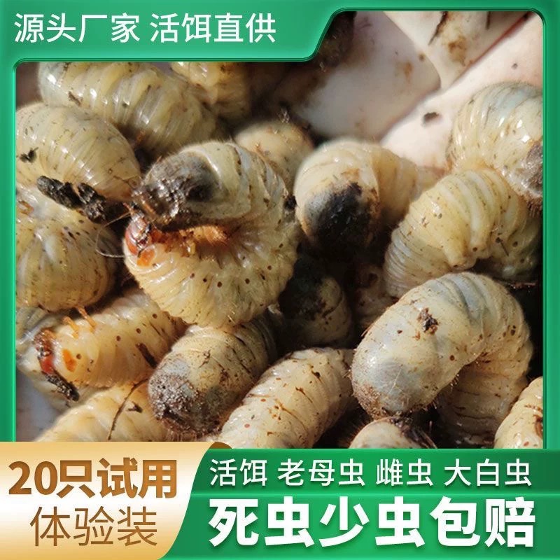 (顺丰快递)钓鱼活饵蛴螬老母虫可钓鲶鱼草鱼黄辣丁等多种鱼类