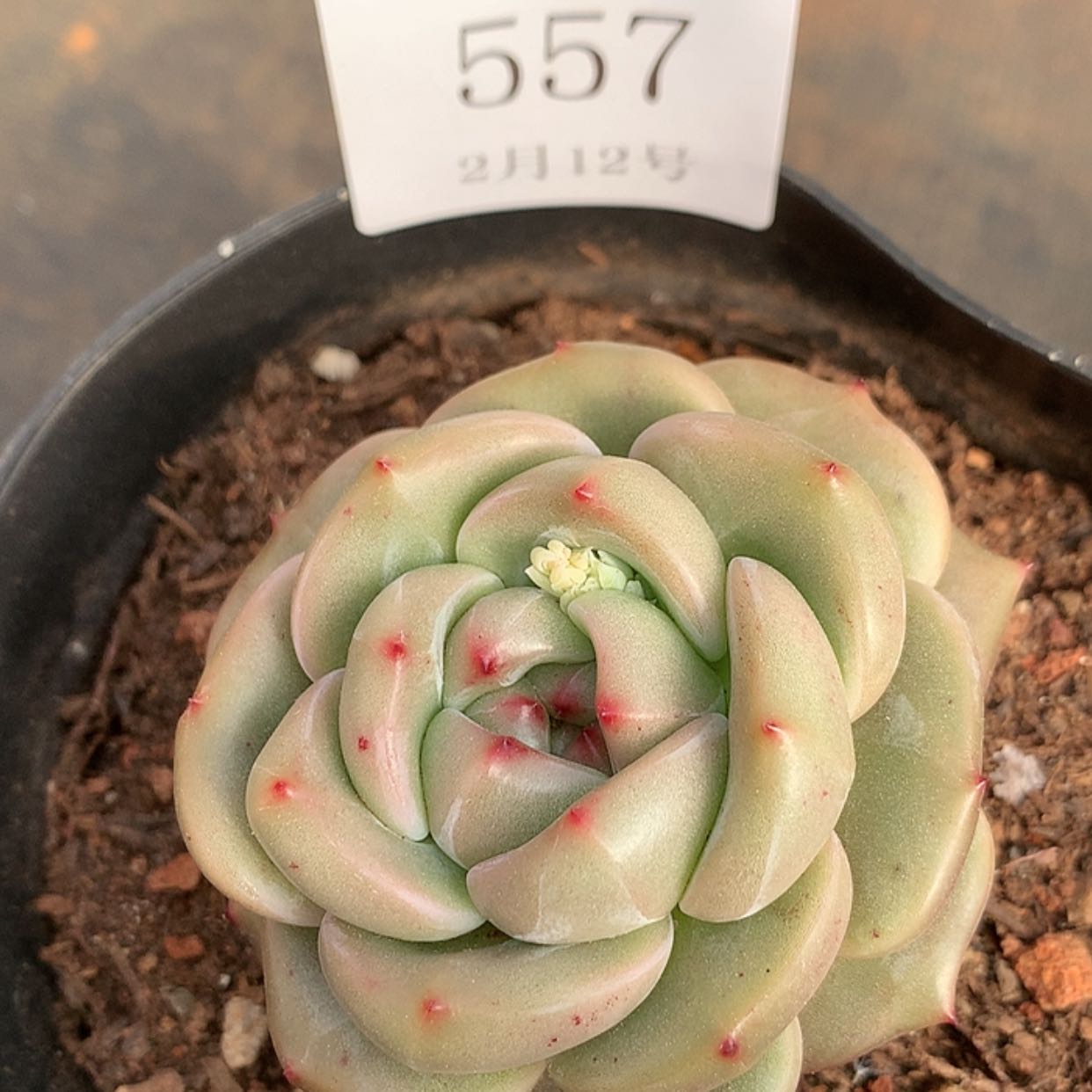 【闪购商品】云557号