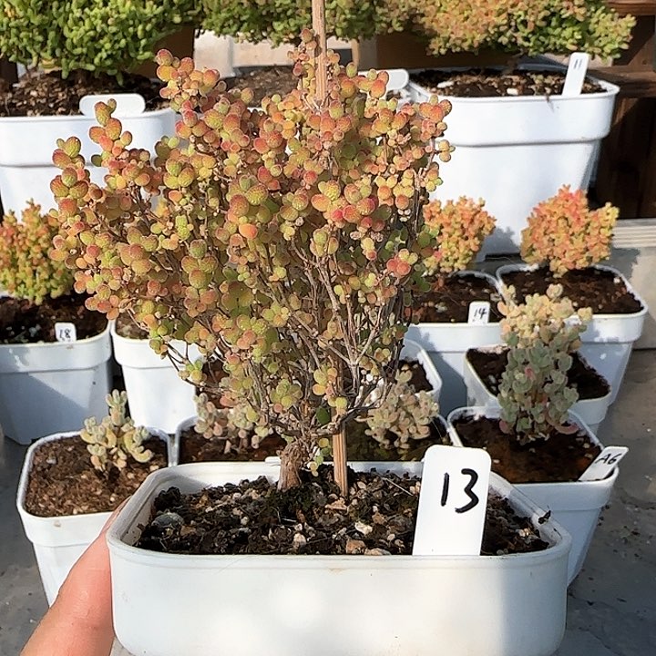 蜜橘糖球枝干番杏