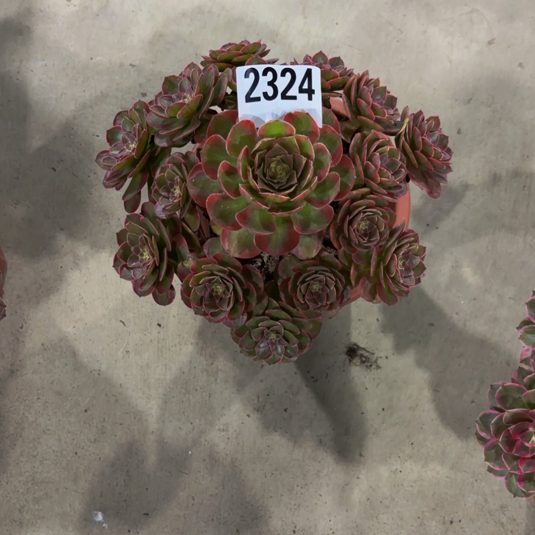 无花朵2324火狐111111