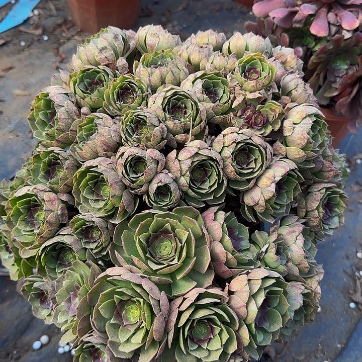 精品万圣节拉丝朵朵亏本福利33