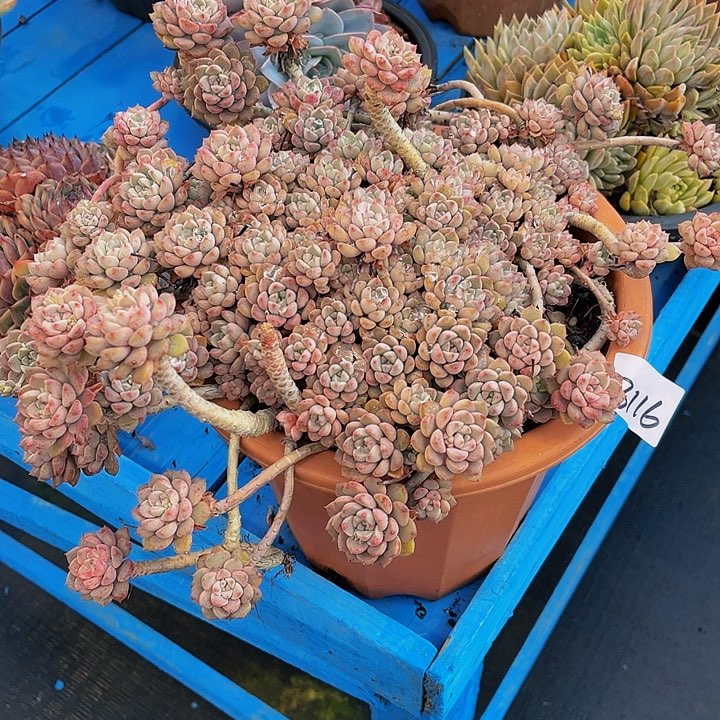 寺**花粉布偶群3116