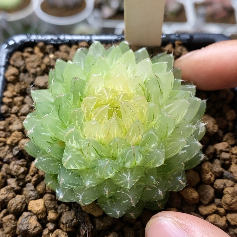 【闪购商品】124翠云