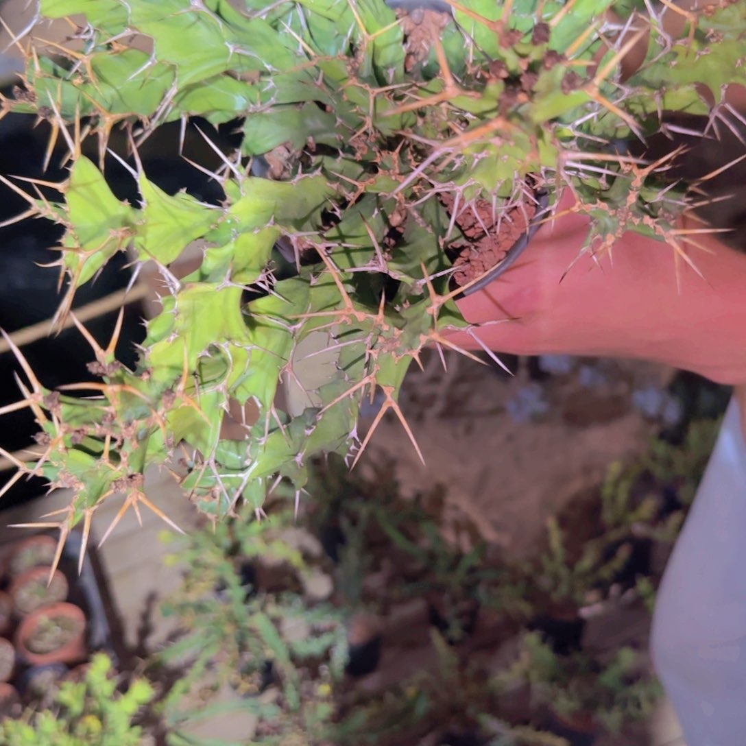 ?*敢块根植物块根植物