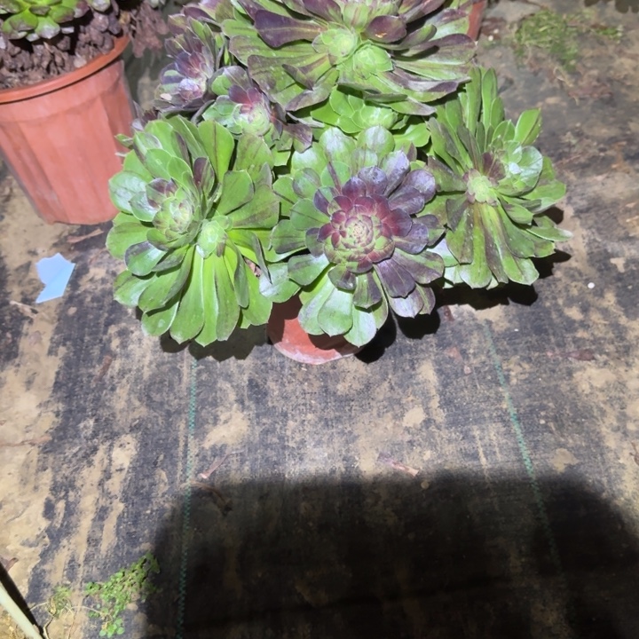 一物一拍不包侧枝72