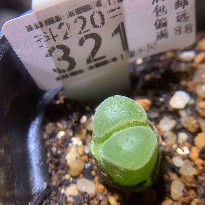 精品生石花220.321。1802.832