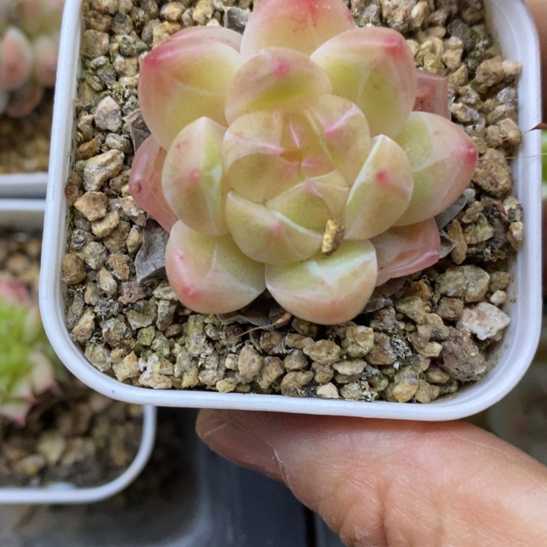 精品多肉一物一拍不包整19