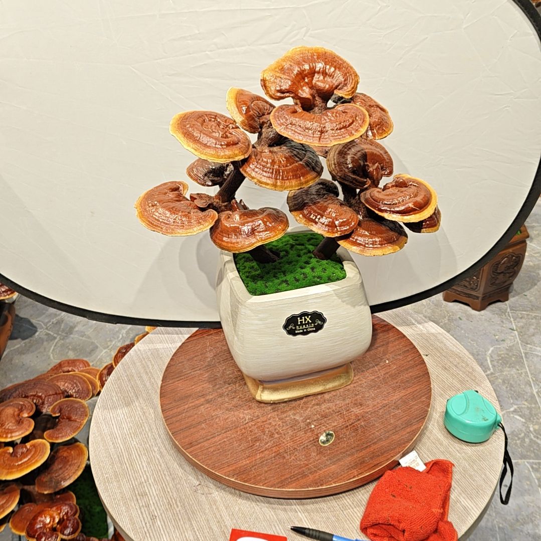 灵芝盆景高端大气上档次