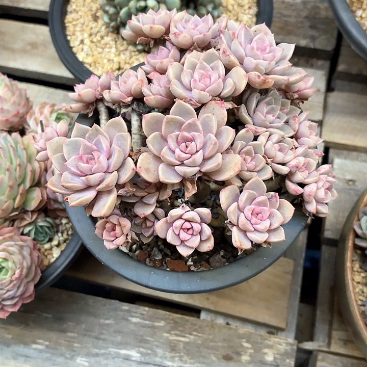 多肉植物，红粉佳人