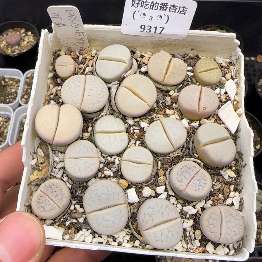 9317。默认脱土。18包邮。偏远88包邮