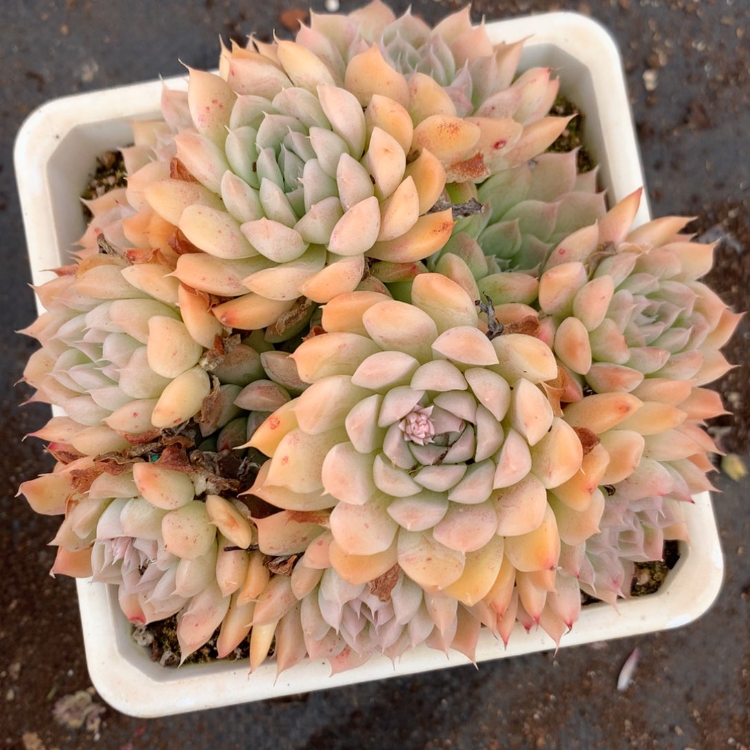 234杂交多肉11冠幅