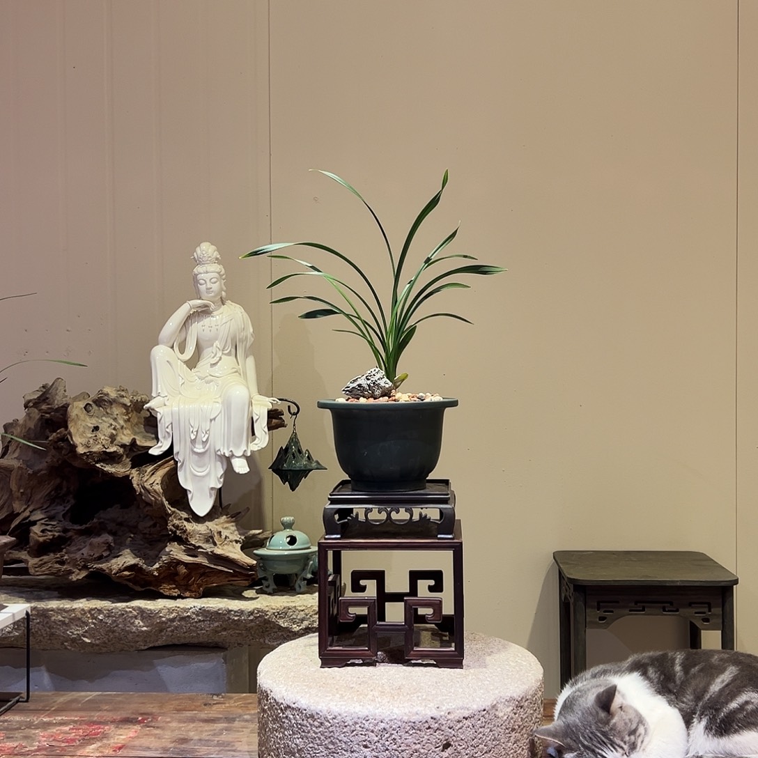 大部分花苞少量开放白梅