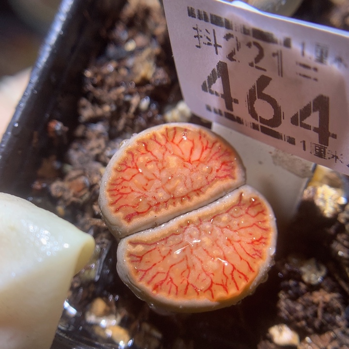 精品生石花221.464