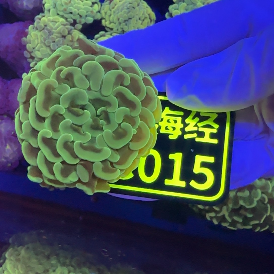 M***吳纽扣珊瑚晓晓不包邮山脉猪腰C015
