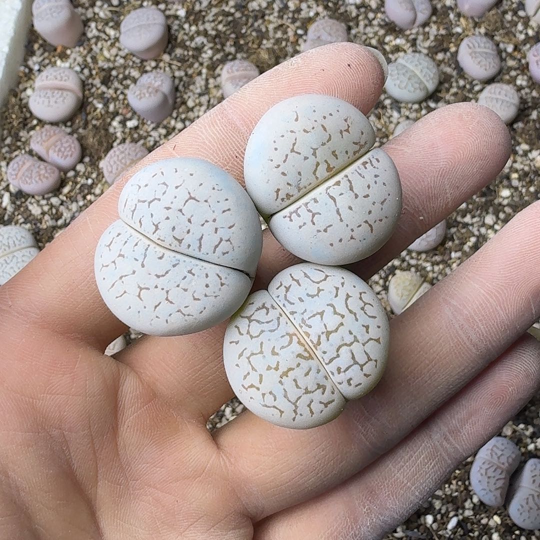 只***42469 哈哈哈哈哈哈哈