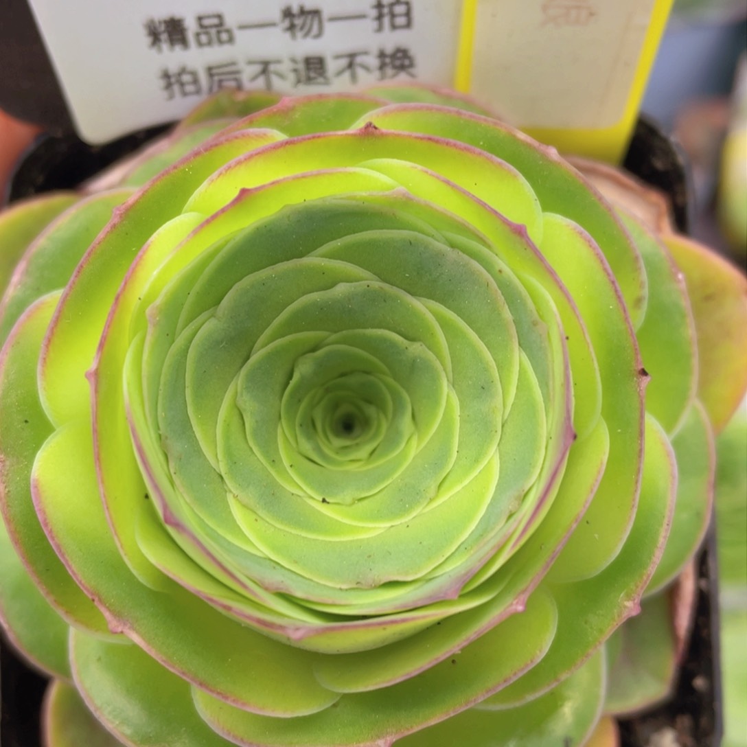 妩媚娘玫瑰一物一拍227