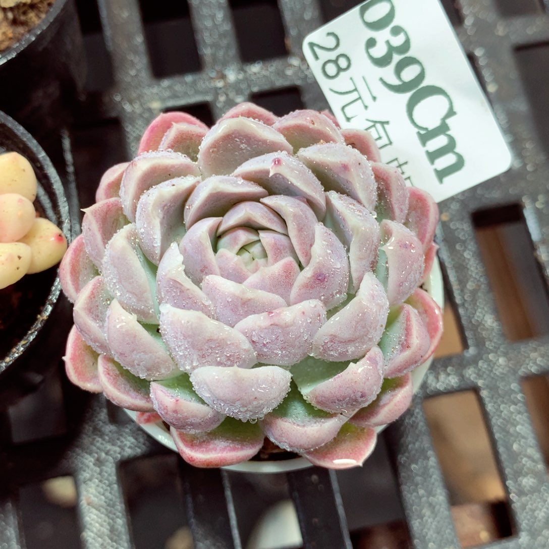 5厘米盆精控多肉039