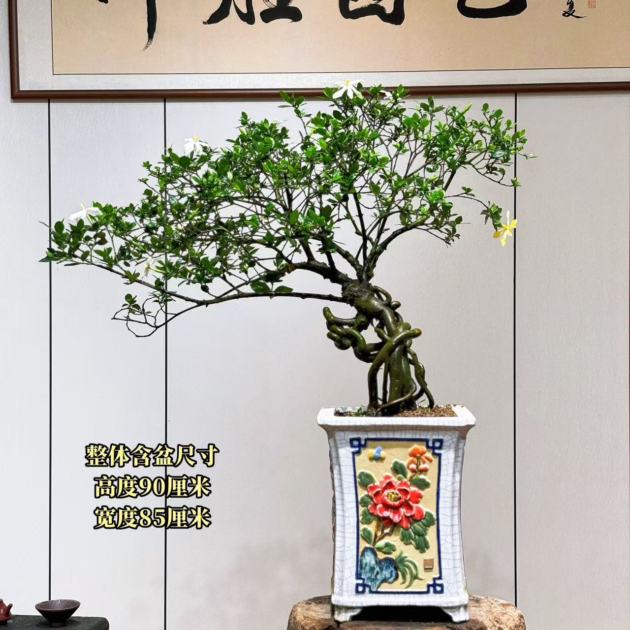 【叶胜园艺】精品四季榄叶栀子花盆景