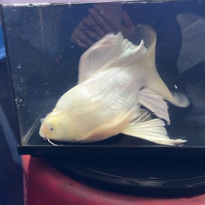 蝴蝶鲤鱼蝴蝶鲤包邮128