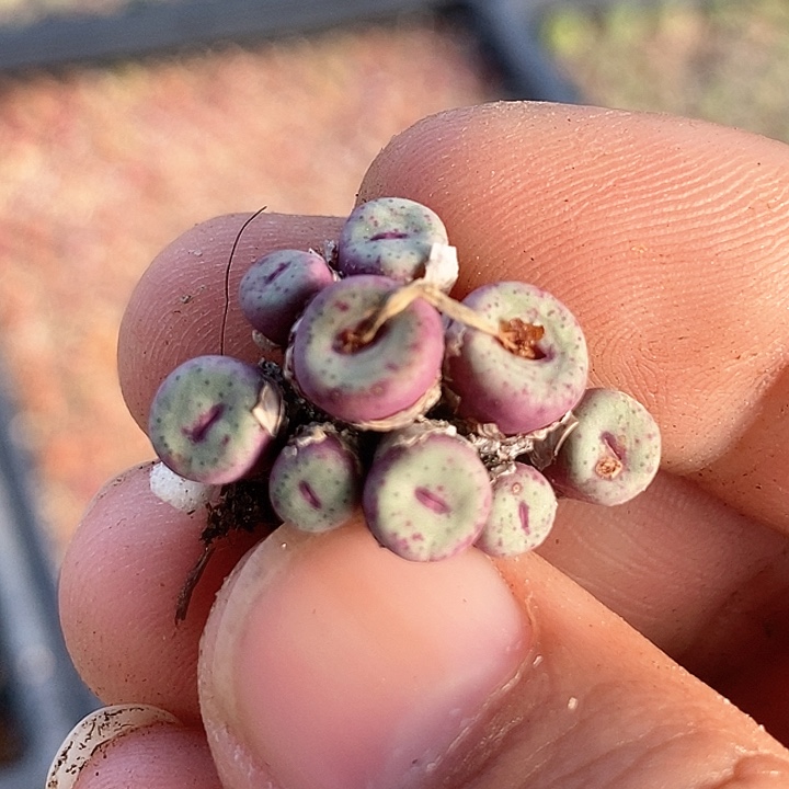 14521小红嘴群生