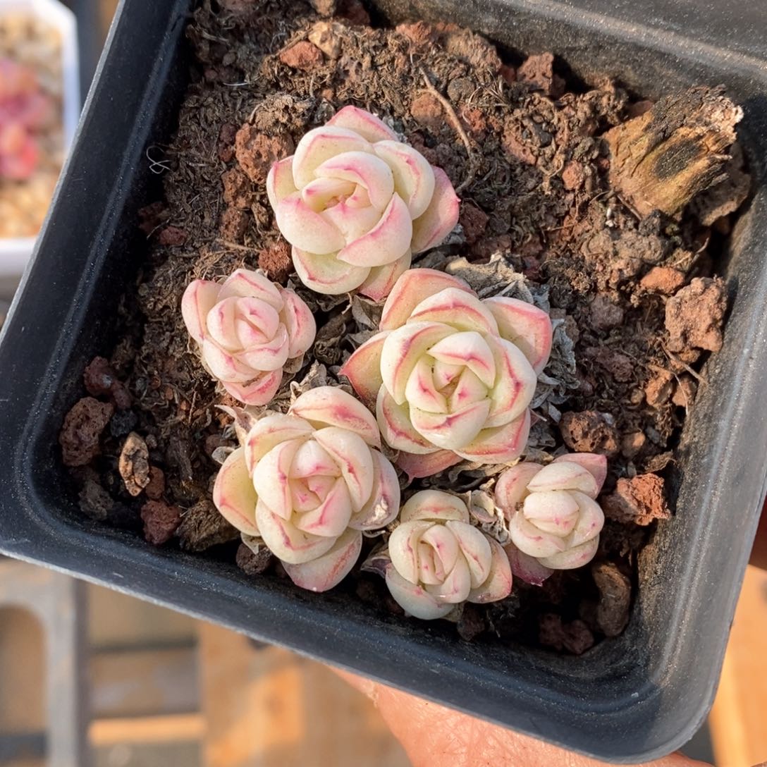 精品多肉一物一拍不包整109