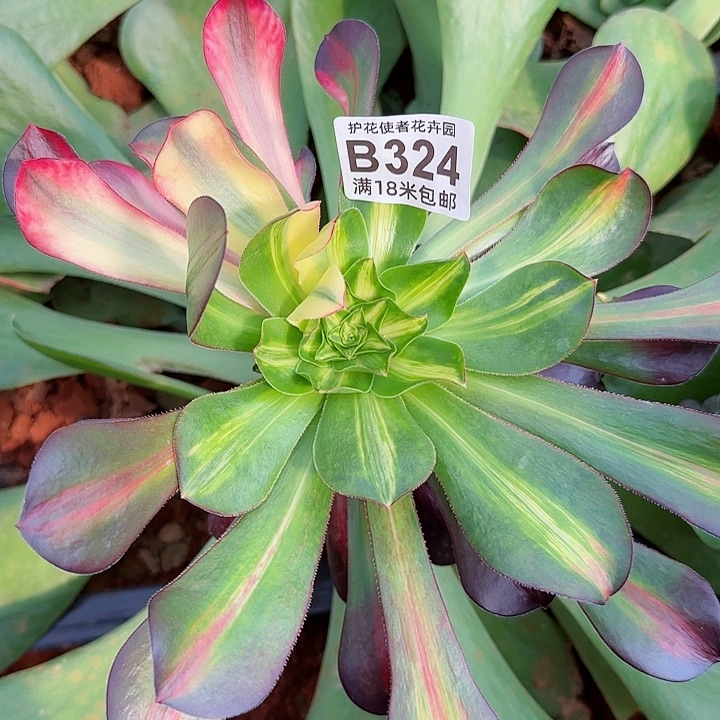 多肉法师炫彩朵朵