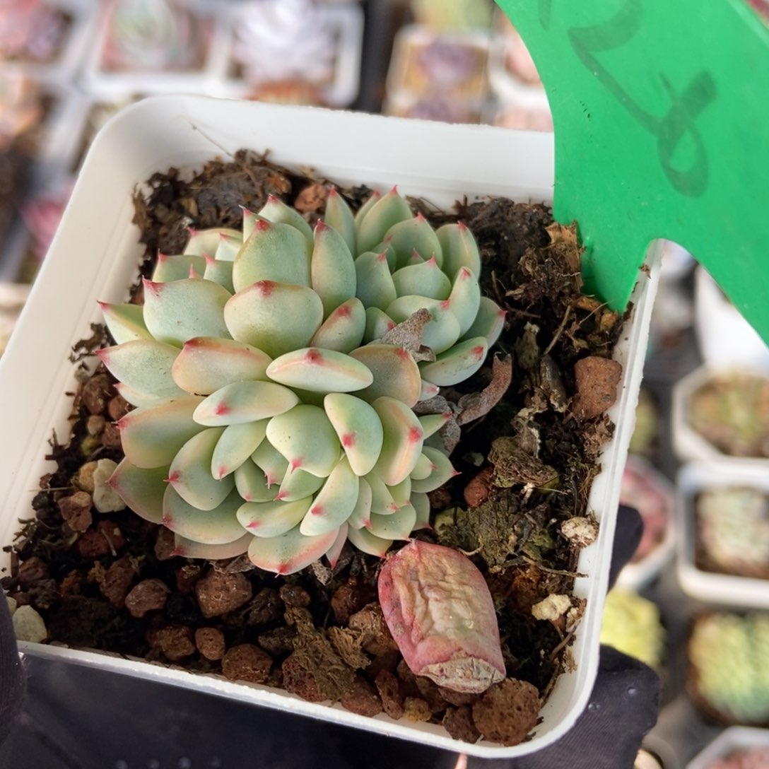 926忌廉锦多肉植物保护