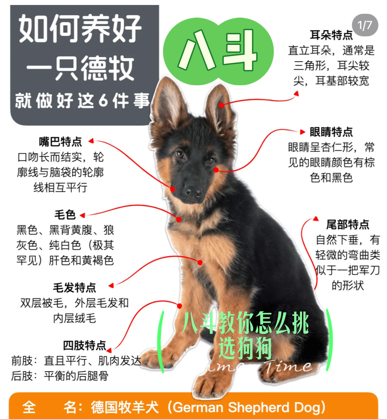 八斗带你了解狗狗的兴趣与爱好