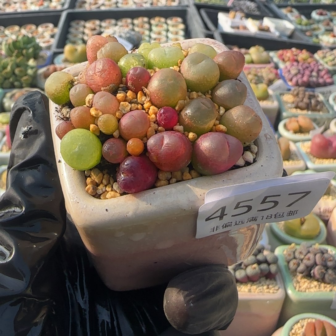 4557--一物一拍 带盆