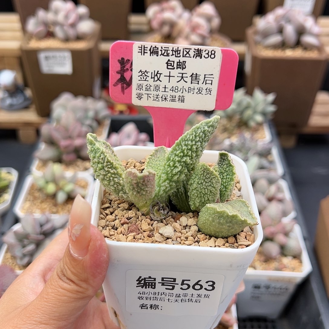 563绿皮多肉植物