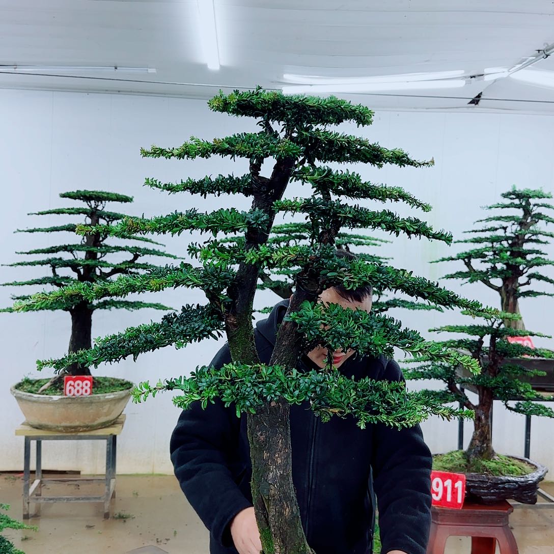 完全开放盆景园林……