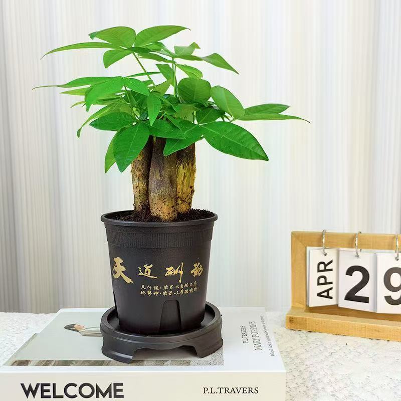 发财树盆栽室内客厅办公室绿植四季常青好养活招财