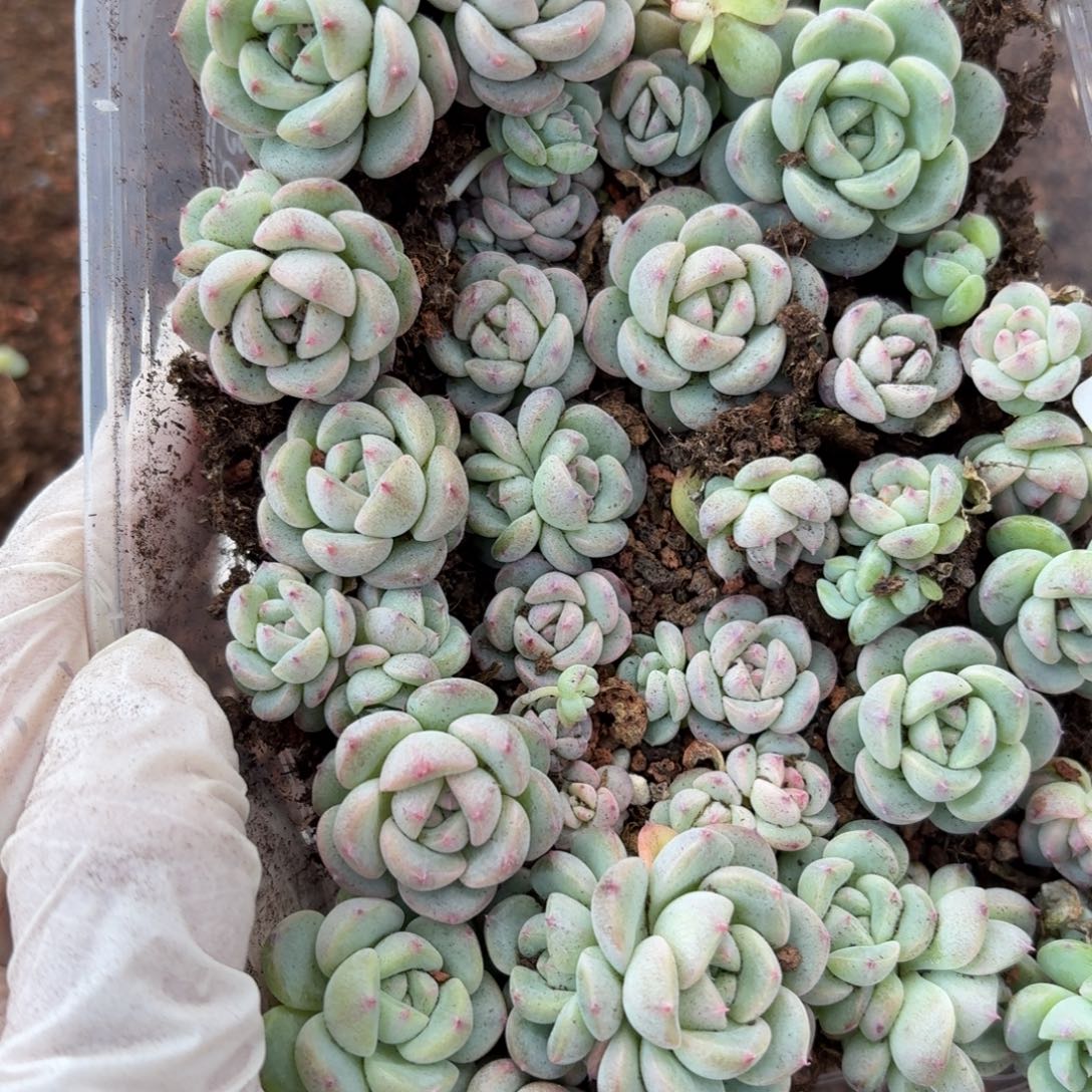 一***望多肉植物多肉植物889
