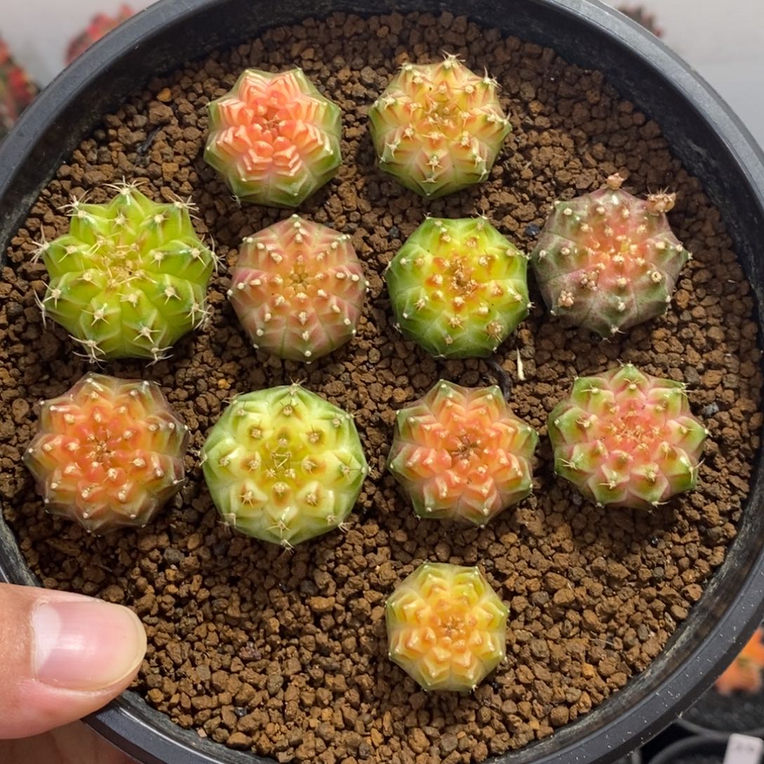 泰系轮回180一个随便挑