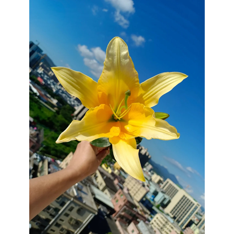 【晚霞】香水百合 一单包邮 云南鲜花昆明基地现采现发