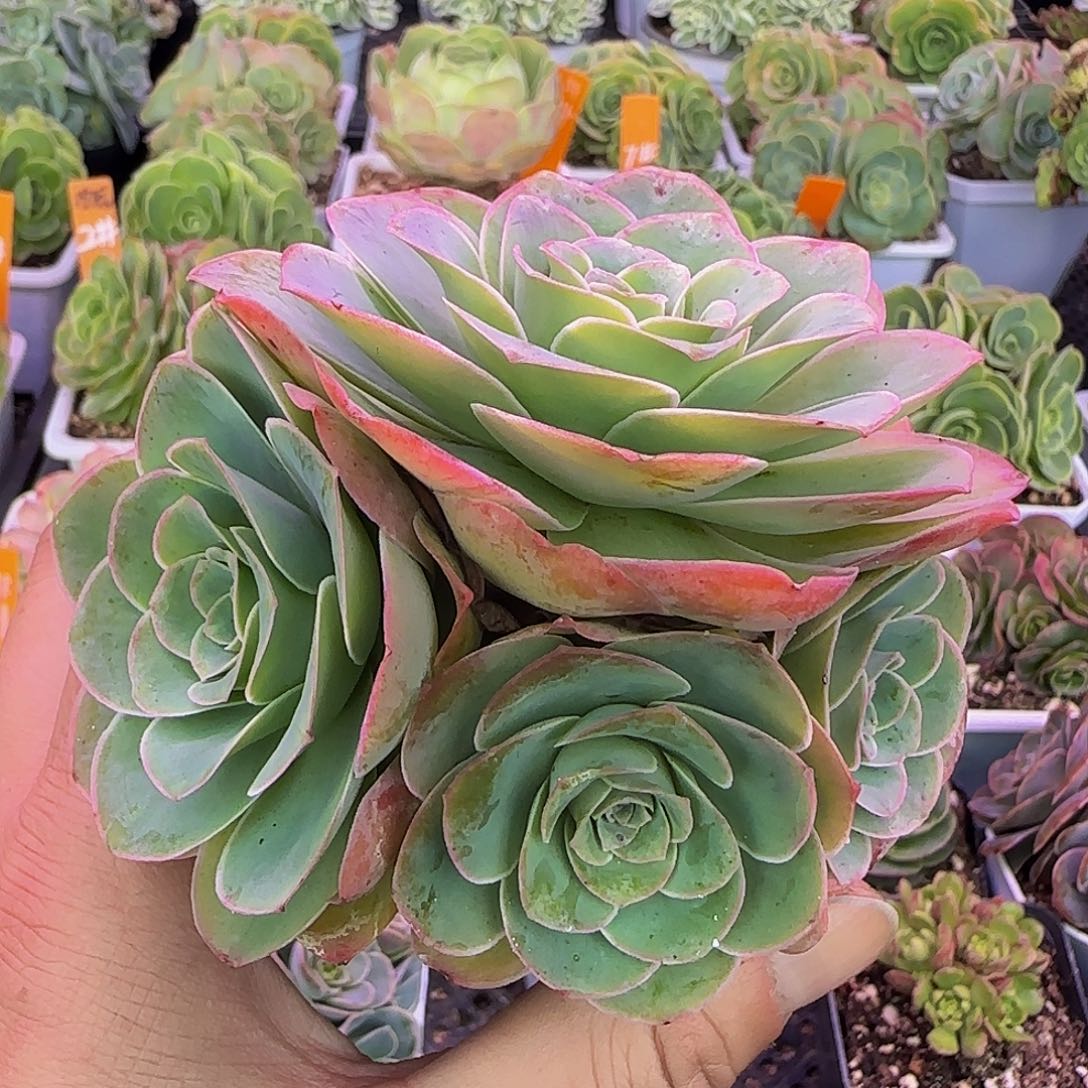 尔特 非偏远包邮玻璃心慎拍