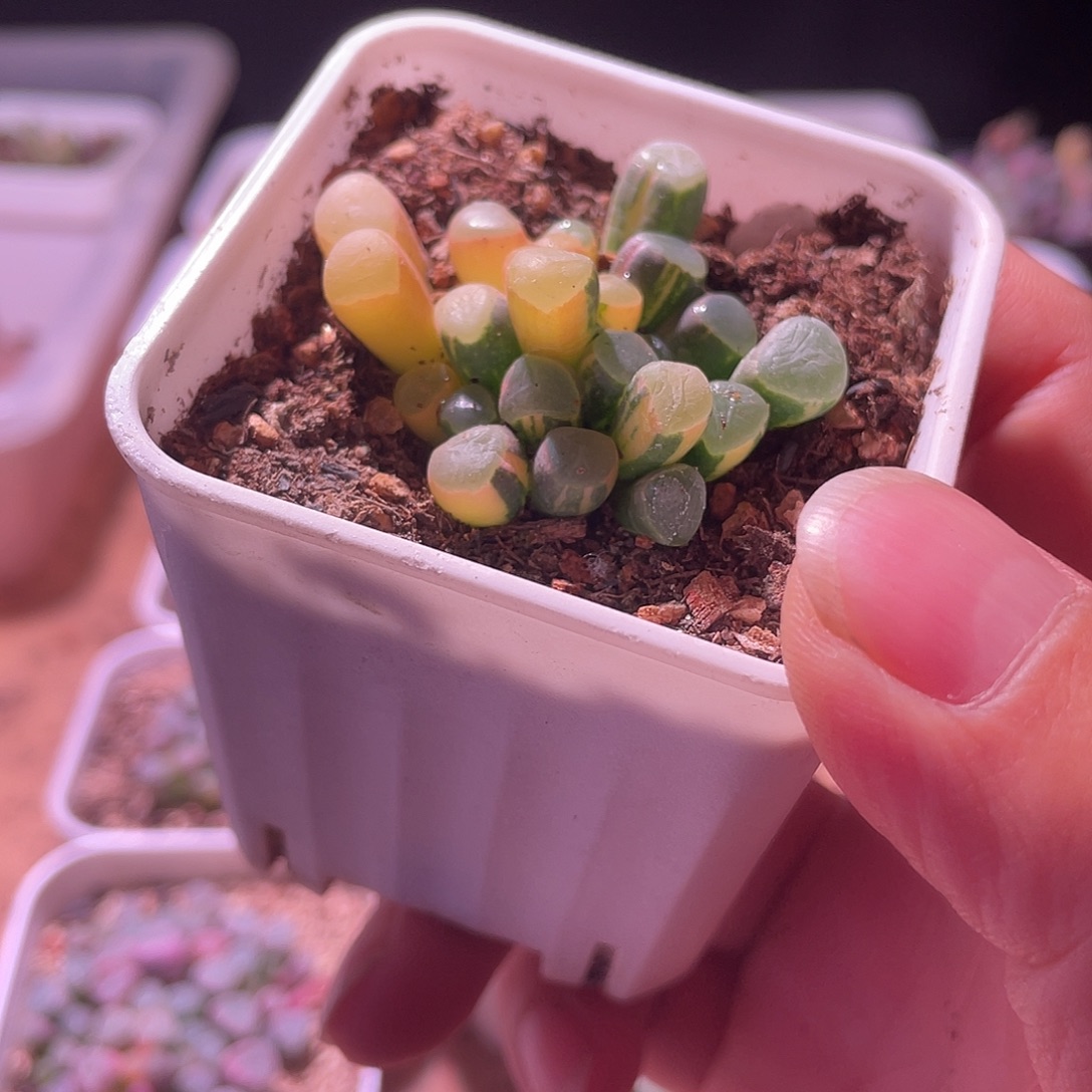 9***6五十玲玉锦包邮特价