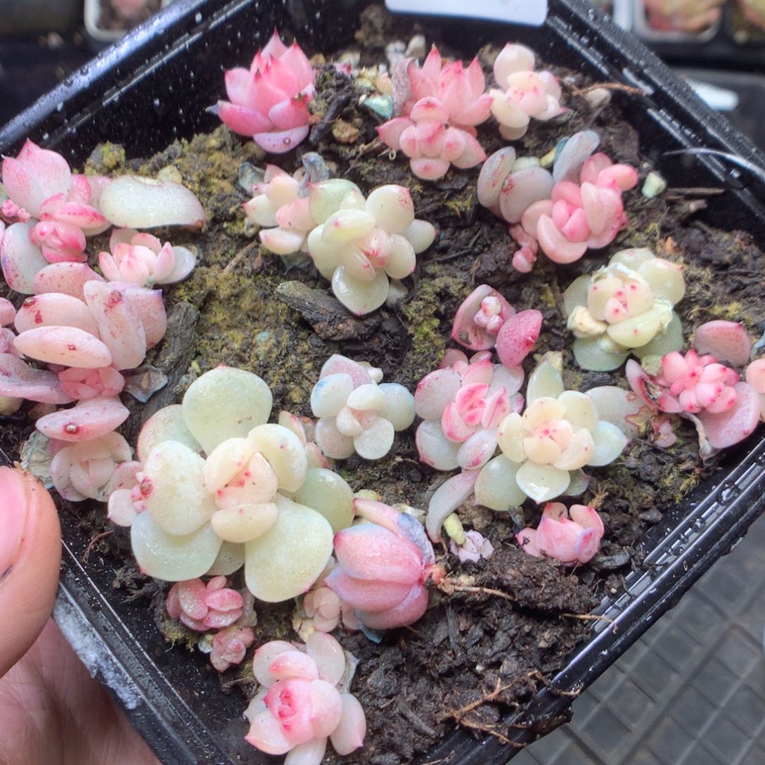 W15。   yyyyyyyyyyyy