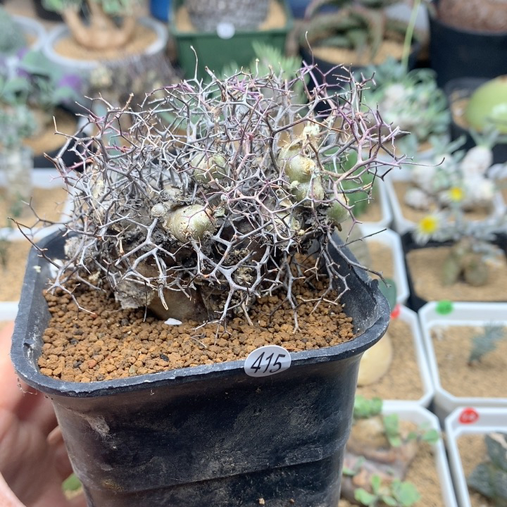 钢丝球万物想奇峰锦多肉脱土