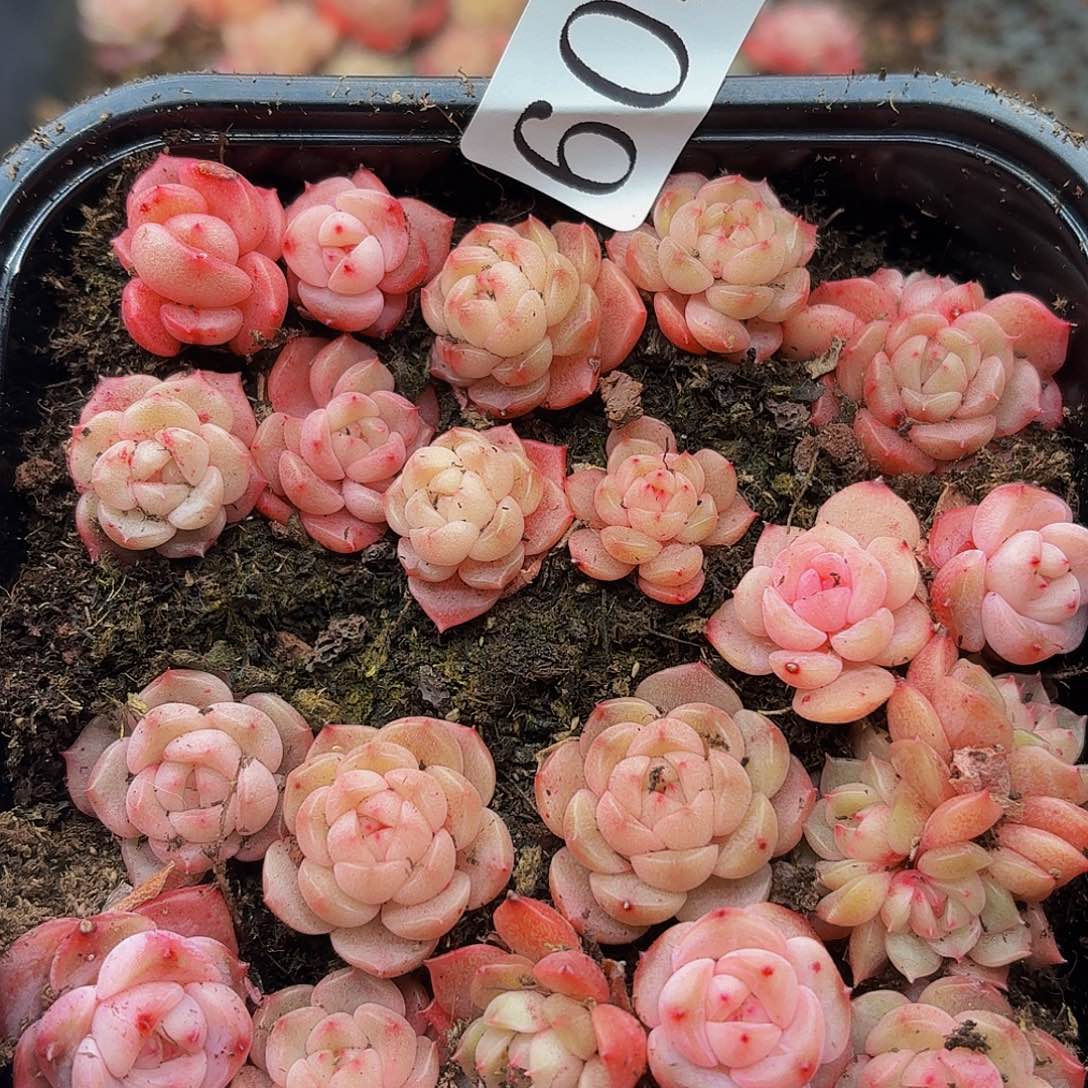 多肉植物多肉植物604