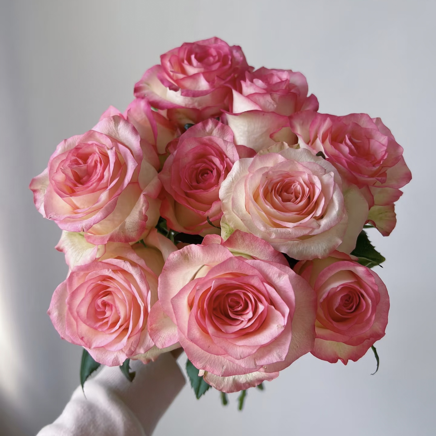 10枝爱莎单头玫瑰 铁头玫瑰（两单发顺丰或京东快递）云南鲜花