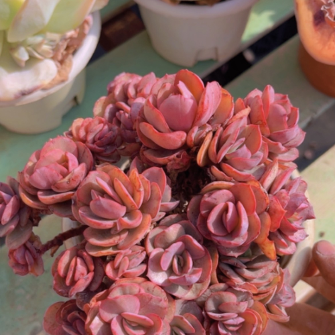 【闪购商品】秀妍05213