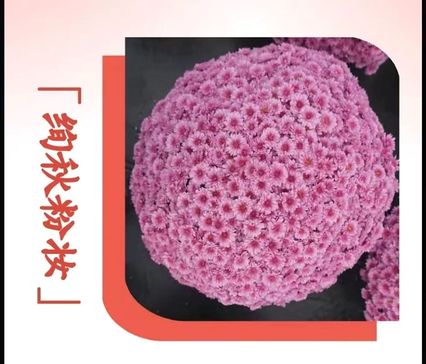 炫秋粉妆球菊加仑盆花期长喜水喜光新手易养护