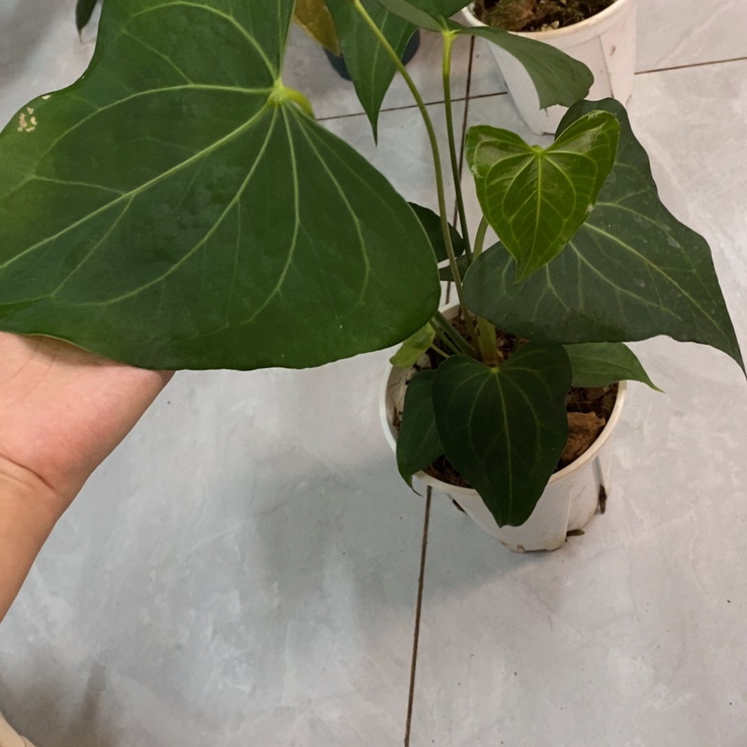 不开花植物三角洲