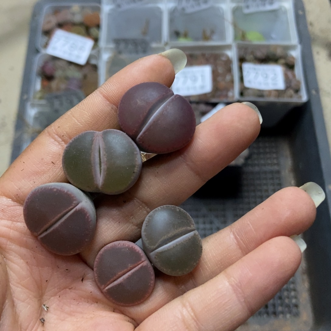 7796特价日轮5颗