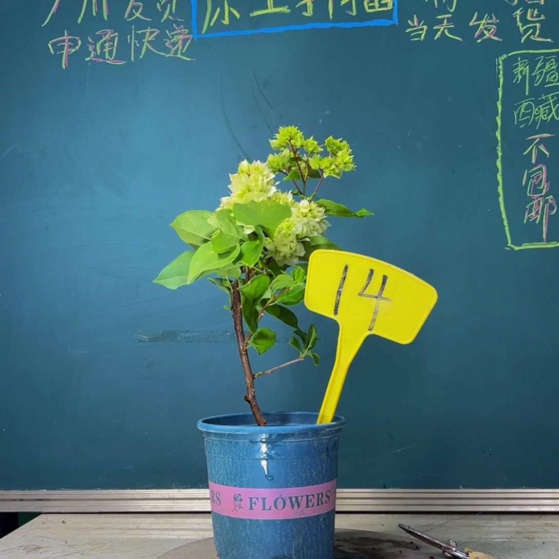 当前无花栽培后可以开花福利 怡锦  14