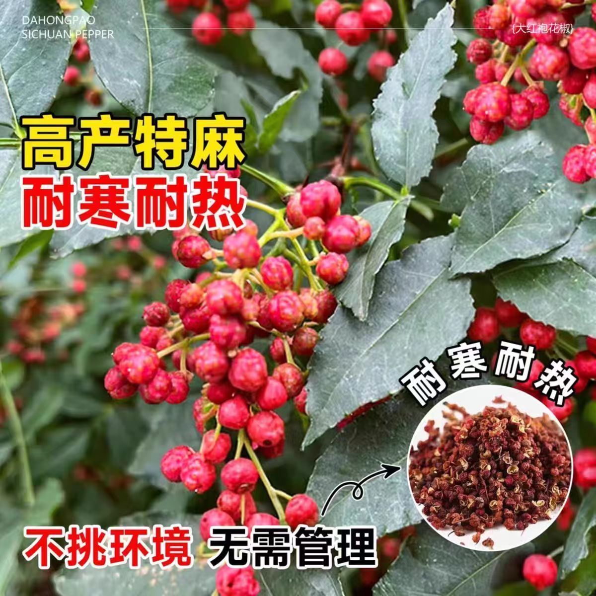 【花椒树苗】好管理产量高可盆栽地栽，南方北方后可以栽种，不挑土质
