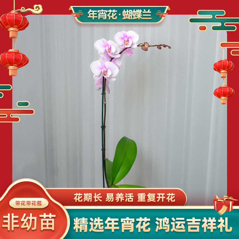 金色池塘盆栽蝴蝶兰【阿尔提亚】新年带花室内乔迁开业礼物