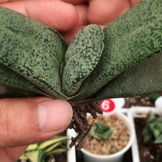 蜗牛白又蜗牛多肉128