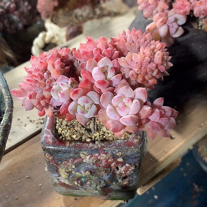 雪天使朵朵缀一体无砍